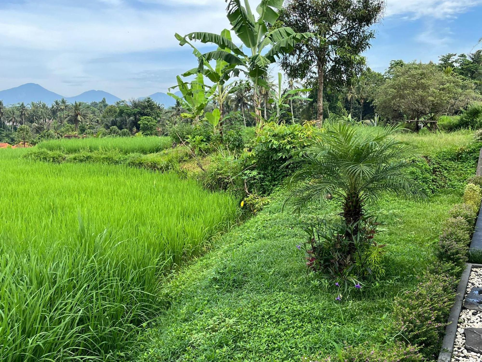 Maple Ridge Ubud Villas Eksteriør bilde