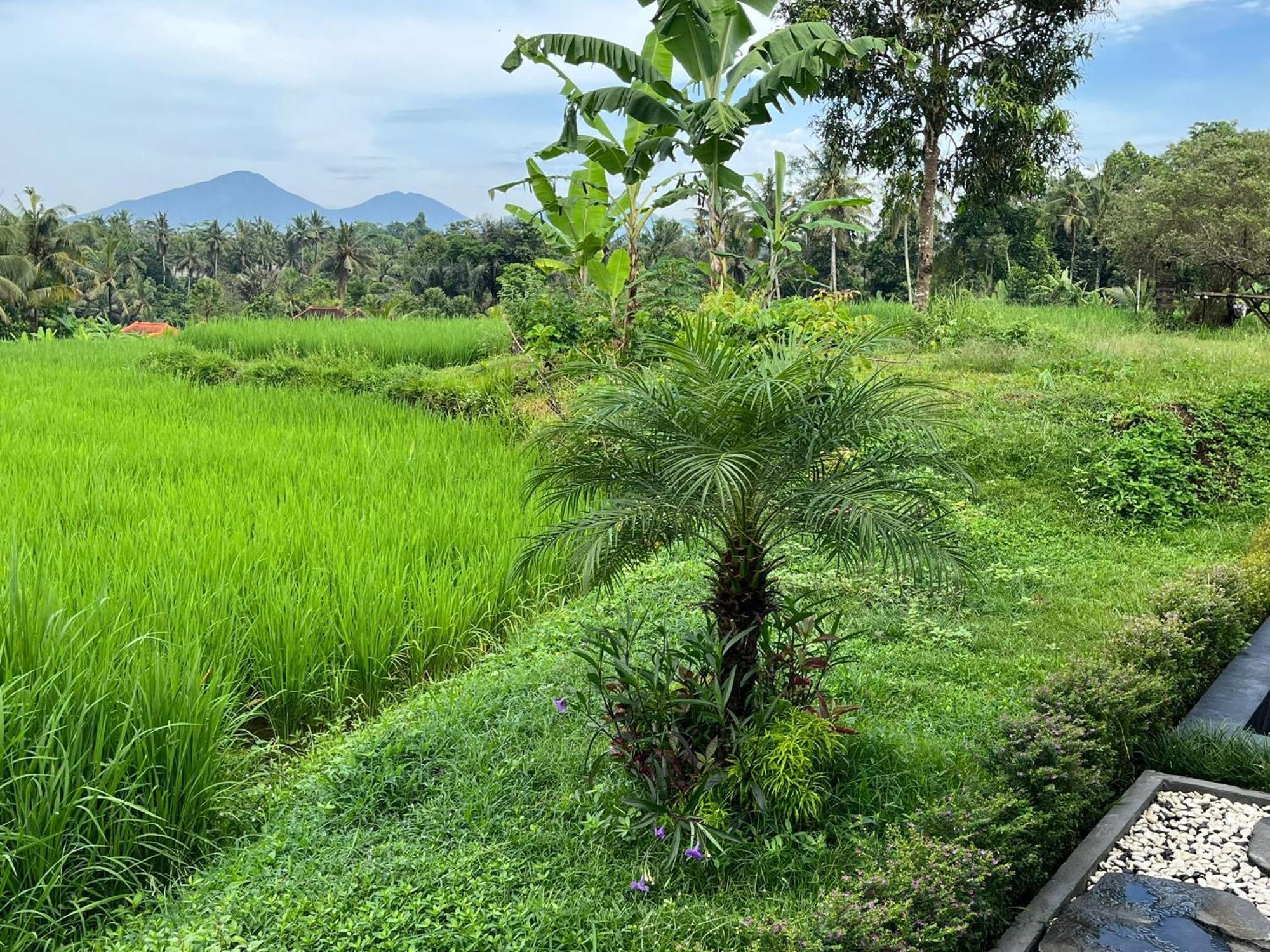 Maple Ridge Ubud Villas Eksteriør bilde